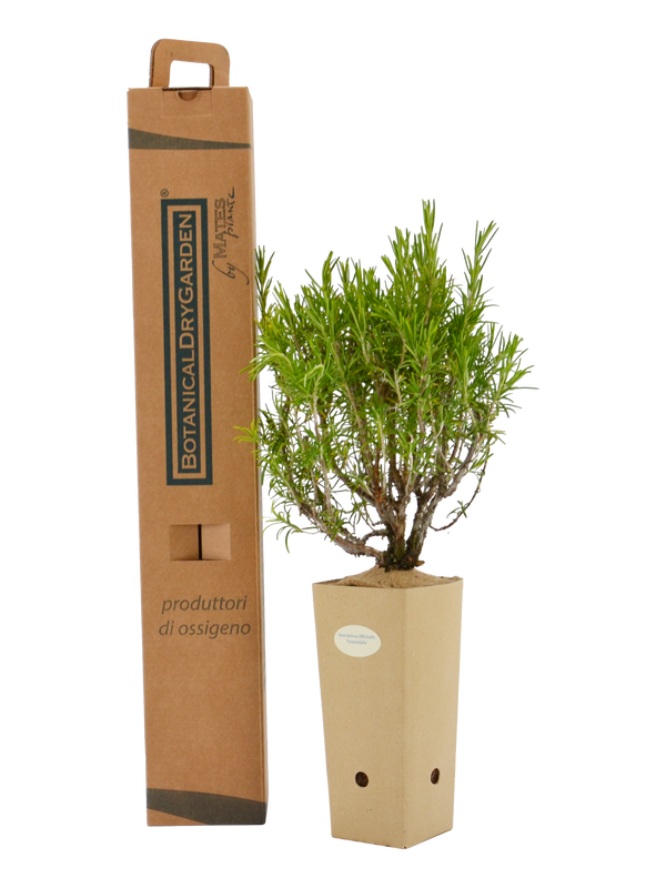 Rosmarinus officinalis 'Pyramidalis'