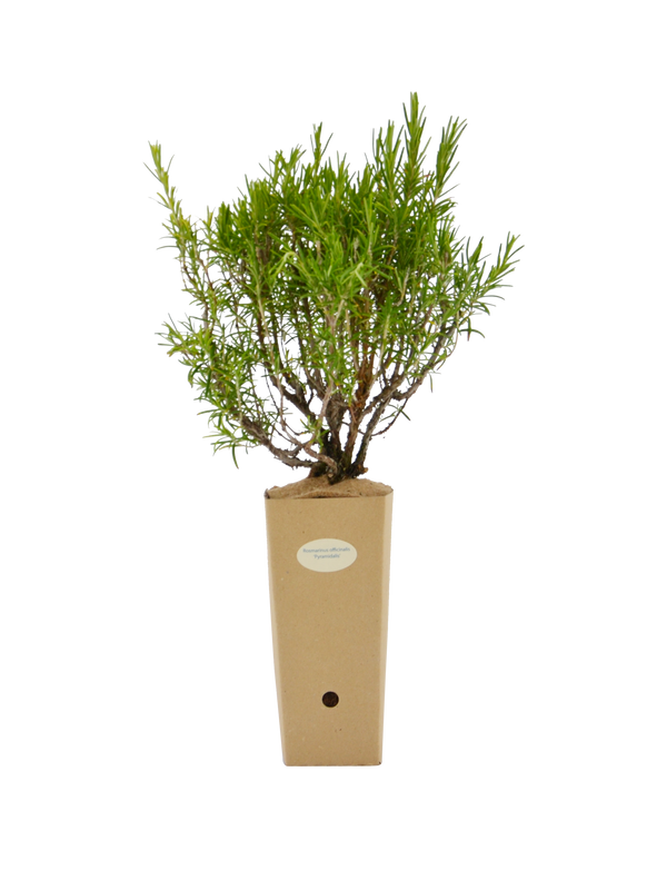 Rosmarinus officinalis 'Pyramidalis'
