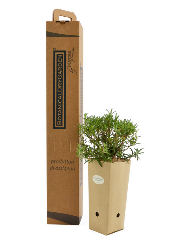 Pianta di Rosmarinus officinalis 'Spice Islands' in vaso di cartone 9x9x20 con scatola BotanicalDryGarden