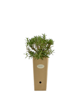 Pianta di Rosmarinus officinalis 'Spice Island' in vaso di cartone 9x9x20 