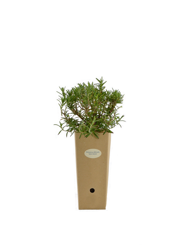 Pianta di Rosmarinus officinalis 'Spice Island' in vaso di cartone 9x9x20 
