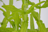 Salvia amplexicaulis