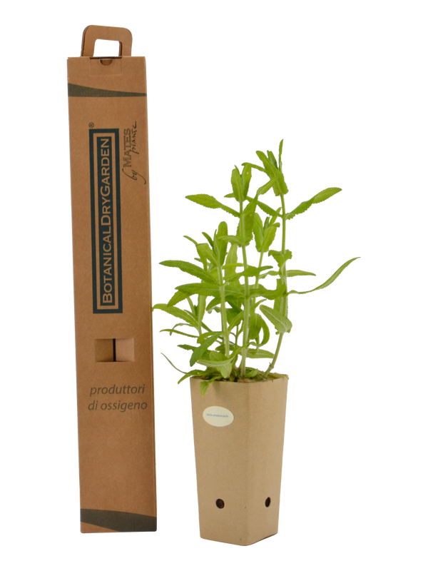 Salvia amplexicaulis