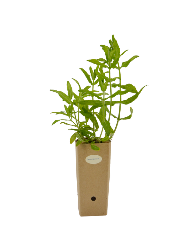 Salvia amplexicaulis