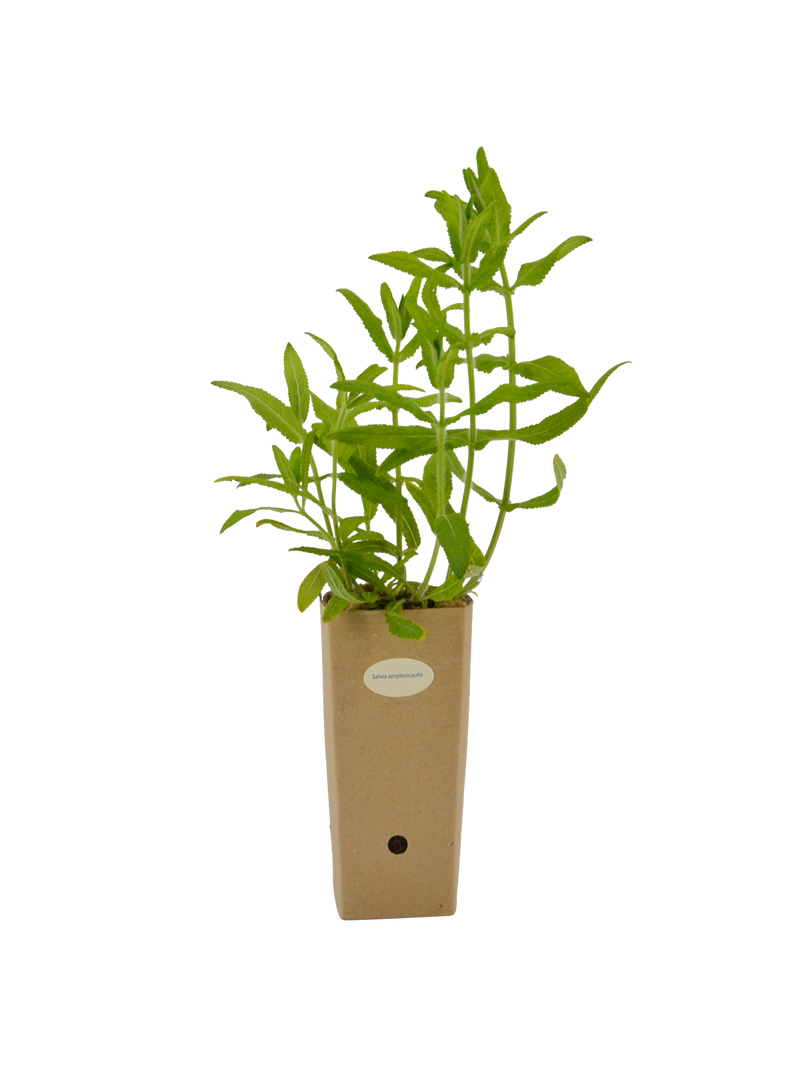 Salvia amplexicaulis