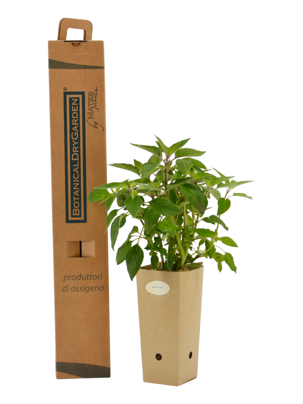 Salvia ananas (Salvia elegans)