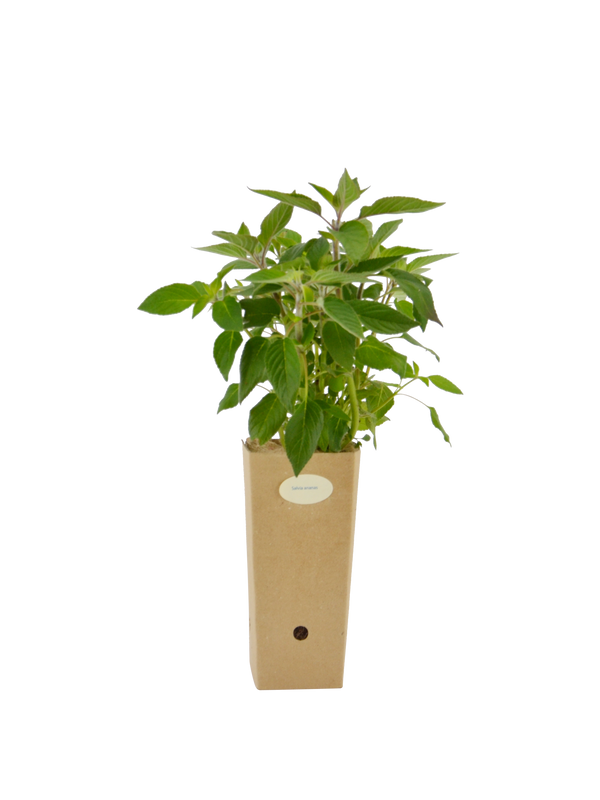 Salvia ananas (Salvia elegans)