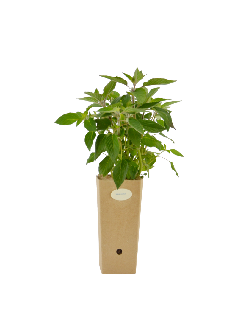 Salvia ananas (Salvia elegans)