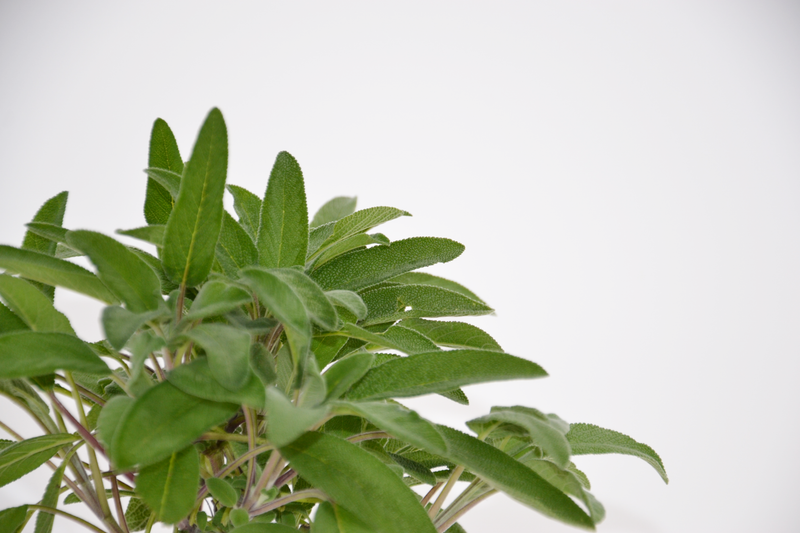 Dettaglio di una pianta di Salvia officinalis