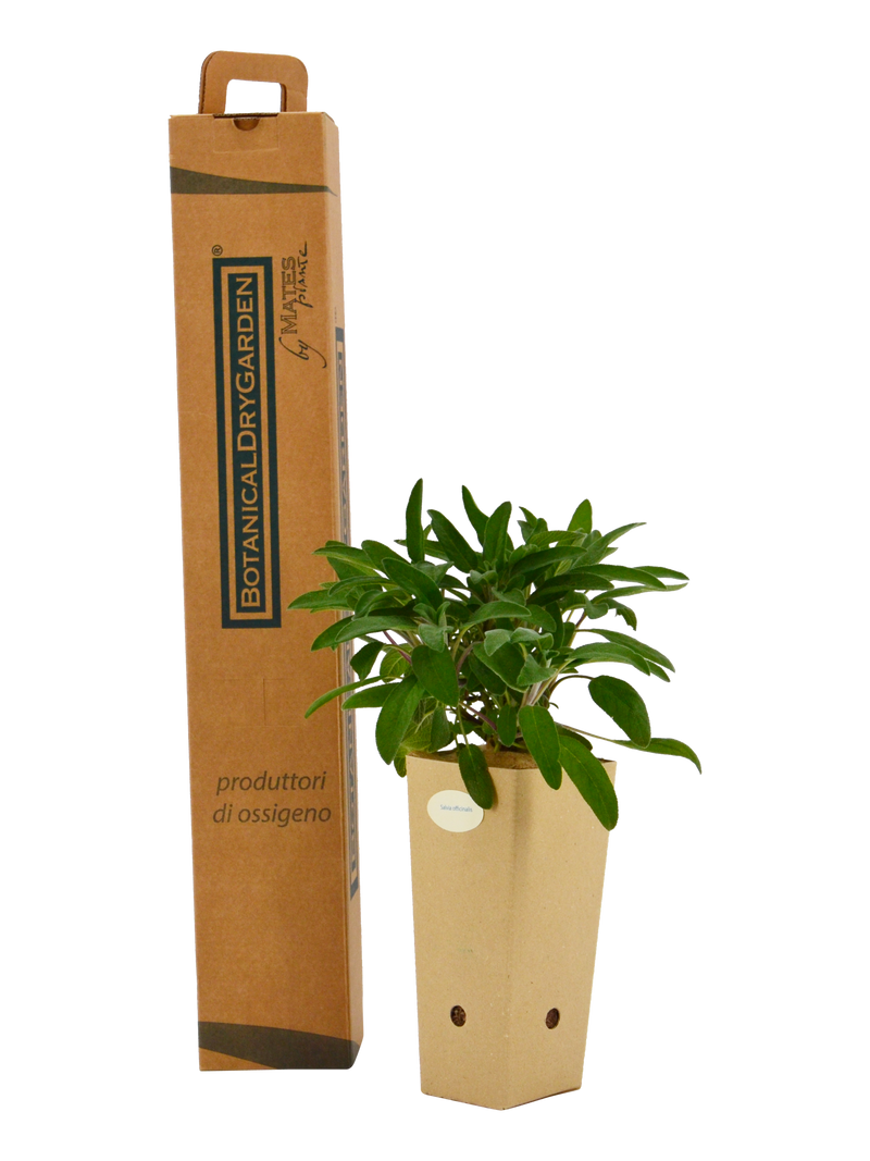 Pianta di Salvia officinalis in vaso di cartone 9x9x20 con scatola BotanicalDryGarden 