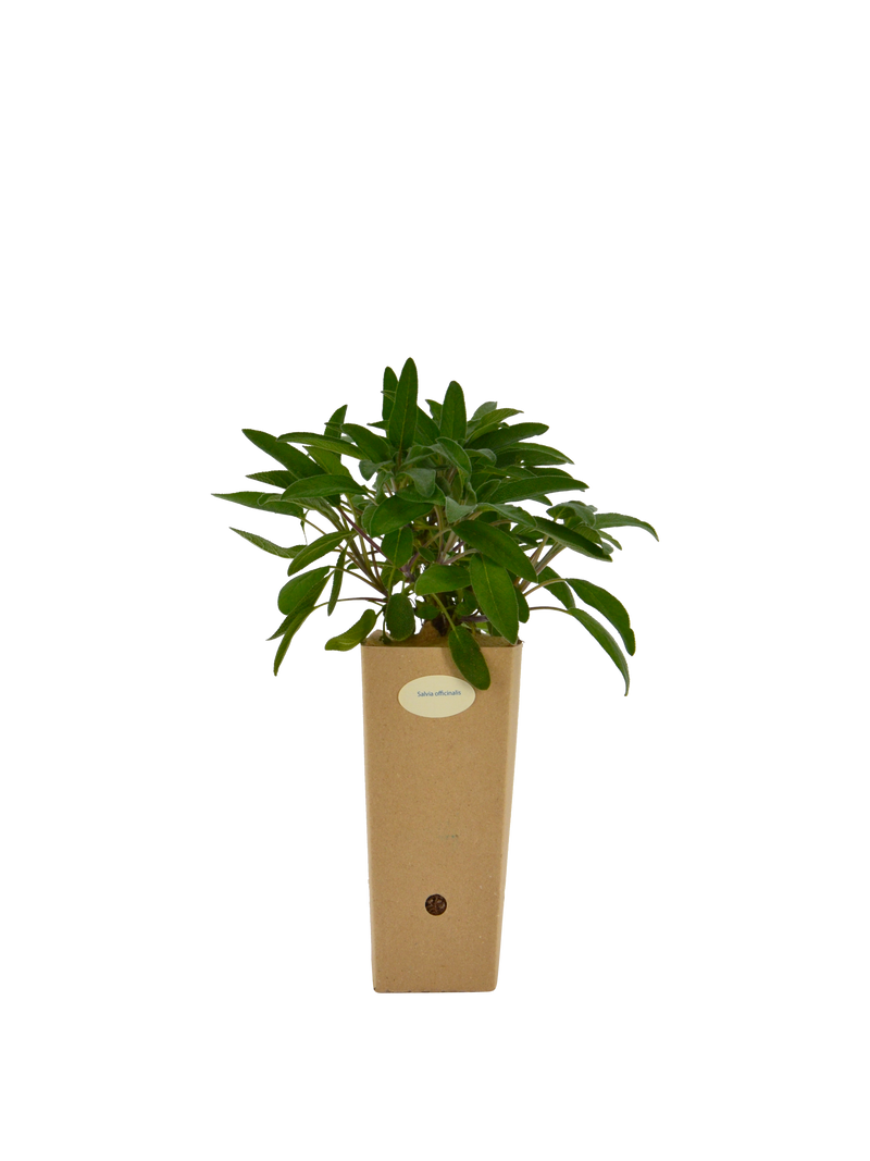Pianta di Salvia officinalis in vaso di cartone 9x9x20
