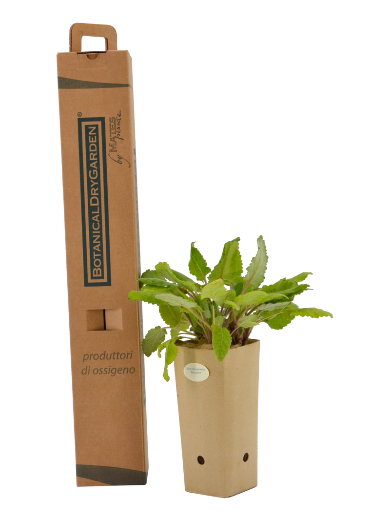 Pianta di Salvia transsylvanica 'Blue Spires' in vaso di cartone 9x9x20 con scatola BotanicalDryGarden