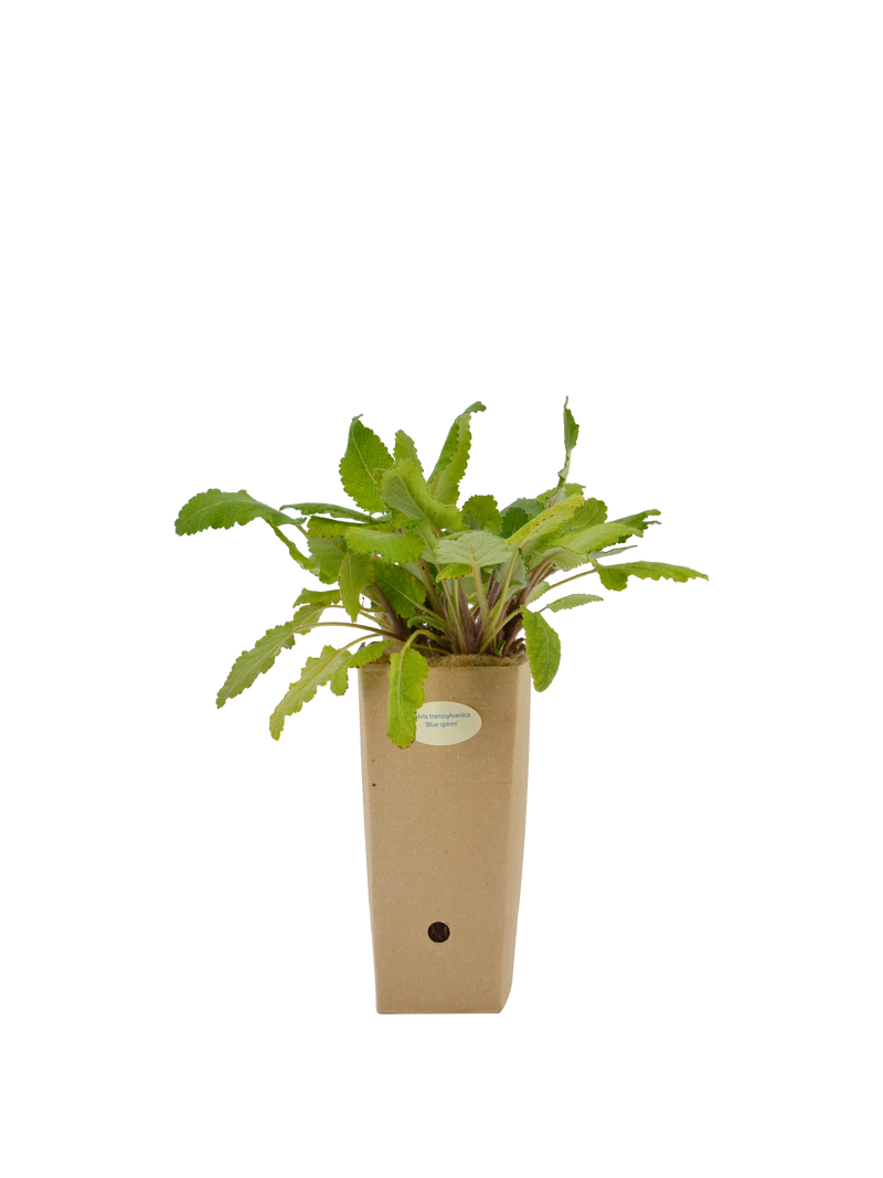 Pianta di Salvia transsylvanica 'Blue Spires' in vaso di cartone 9x9x20