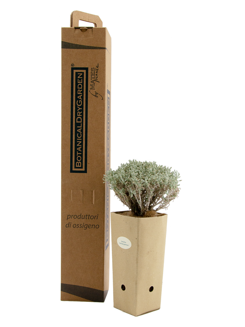 Pianta di Santolina chamaecyparissus in vaso di cartone 9x9x20 con scatola BotanicalDryGarden