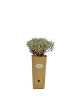 Pianta di Santolina chamaecyparissus in vaso di cartone 9x9x20 