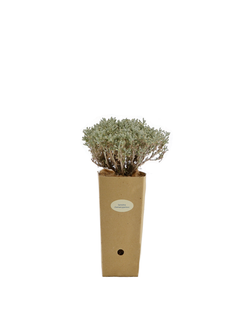Pianta di Santolina chamaecyparissus in vaso di cartone 9x9x20 