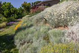 Escarpements