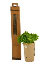 Pianta di Sedum spectabile in vaso di cartone 9x9x20 con scatola BotanicalDryGarden 