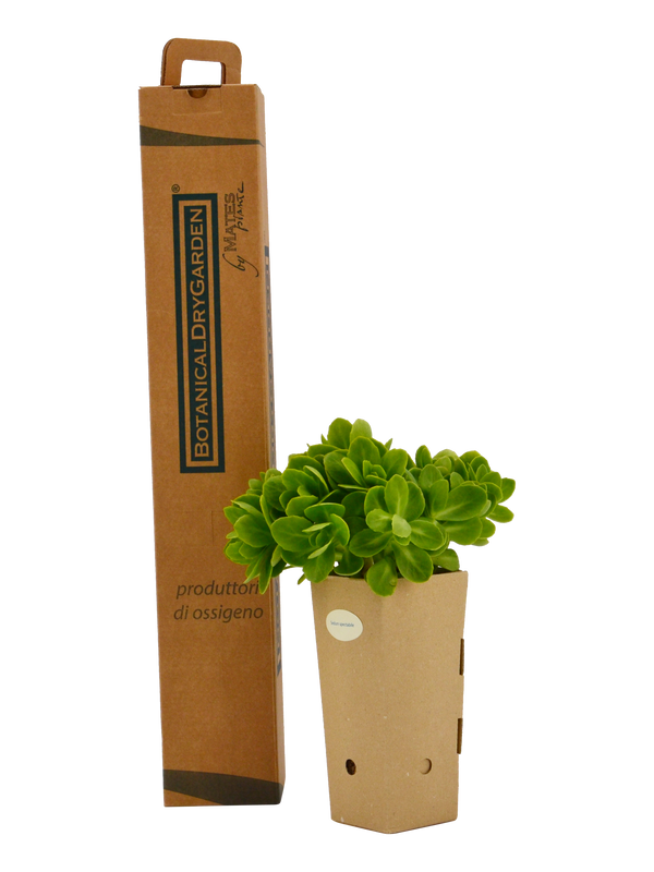 Pianta di Sedum spectabile in vaso di cartone 9x9x20 con scatola BotanicalDryGarden 