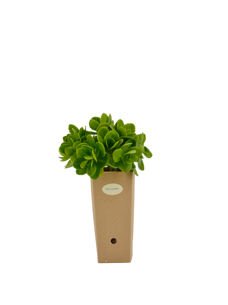 Pianta di Sedum spectabile in vaso di cartone 9x9x20 
