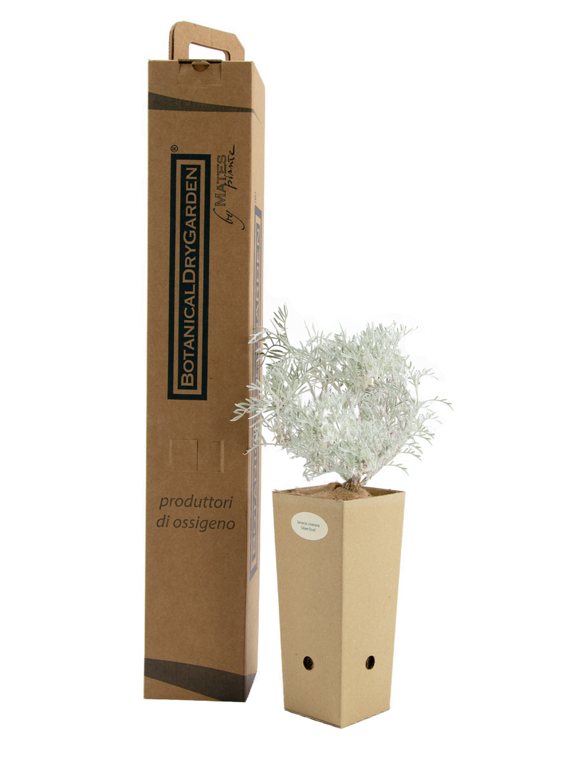 Pianta di Senecio cineraria in vaso di cartone 9x9x20 con scatola BotanicalDryGarden