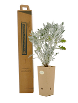 Pianta di Senecio cineraria in vaso di cartone 9x9x20 con scatola BotanicalDryGarden