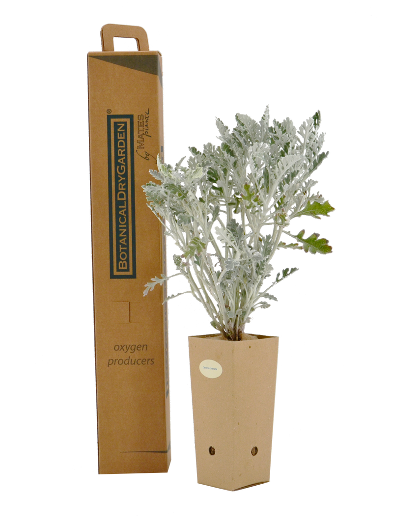 Pianta di Senecio cineraria in vaso di cartone 9x9x20 con scatola BotanicalDryGarden