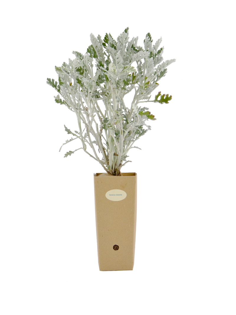 Pianta di Senecio cineraria in vaso di cartone 9x9x20