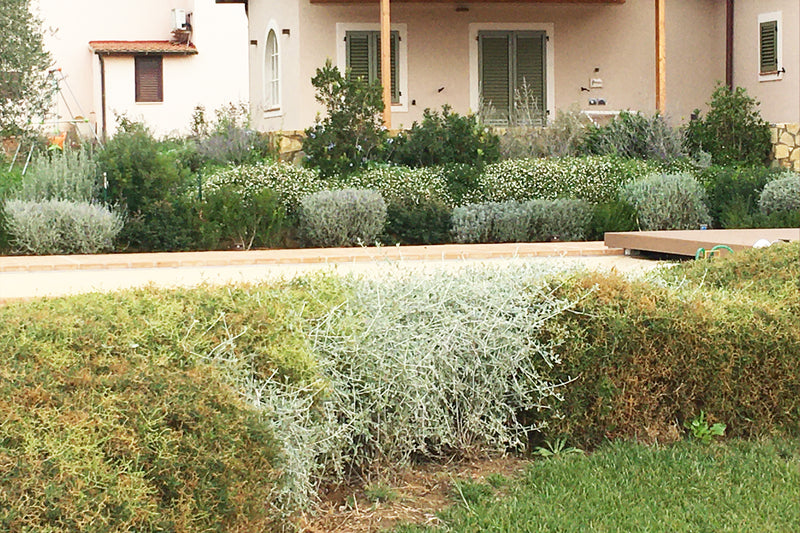 Bordures, haies et parterres de fleurs