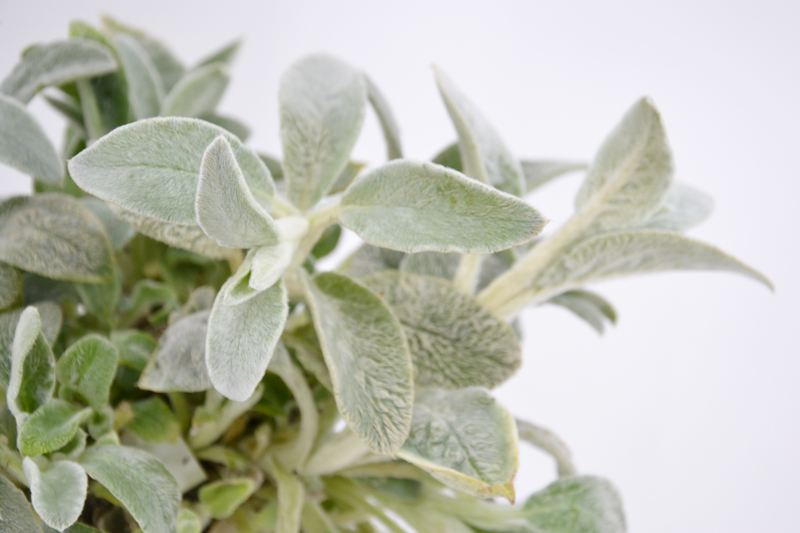 Dettaglio di una pianta di Stachys byzantina