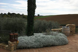 Terrasses