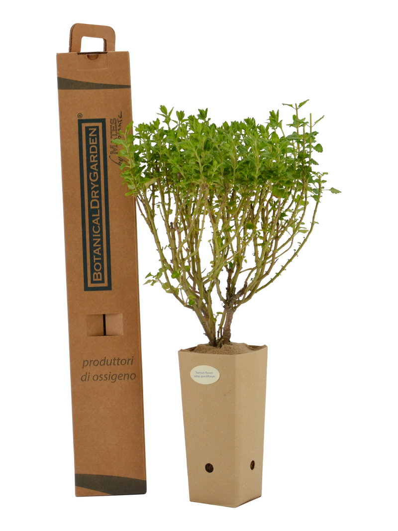 Pianta di Teucrium flavum subsp. Grandiflorum in vaso 9x9x20 con scatola BotanicalDryGarden