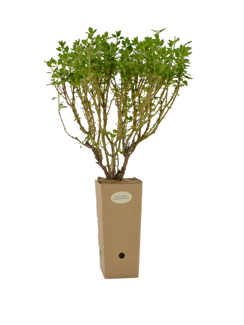 Pianta di Teucrium flavum subsp. Grandiflorum in vaso 9x9x20