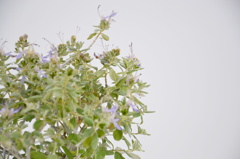 Dettaglio di una pianta di Teucrium fruticans