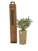 Pianta di Teucrium fruticans in vaso di cartone 9x9x20 con scatola BotanicalDryGarden