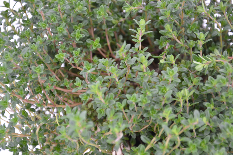 Dettaglio di una pianta di Thymus serpyllum 'Lemon Curd'