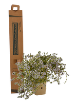 Pianta di Thymus vulgaris in vaso di cartone 9x9x20 con scatola BotanicalDryGarden
