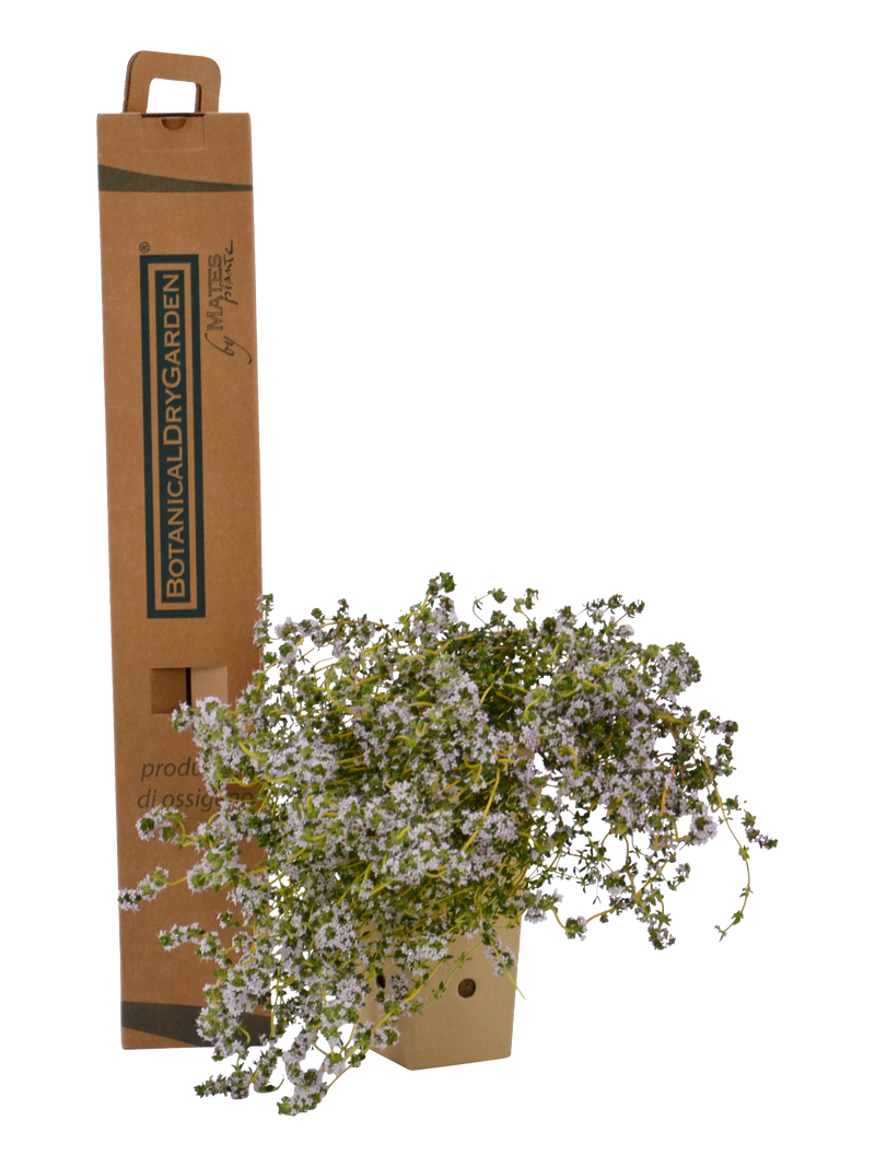 Pianta di Thymus vulgaris in vaso di cartone 9x9x20 con scatola BotanicalDryGarden