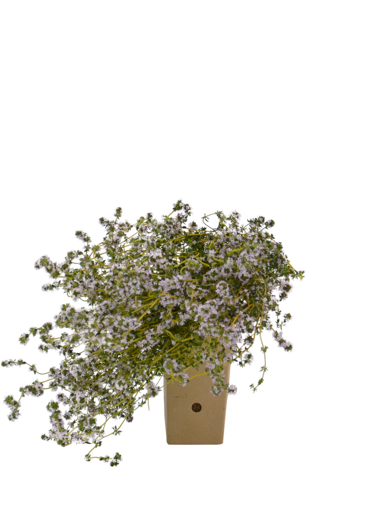 Pianta di Thymus vulgaris in vaso di cartone 9x9x20 