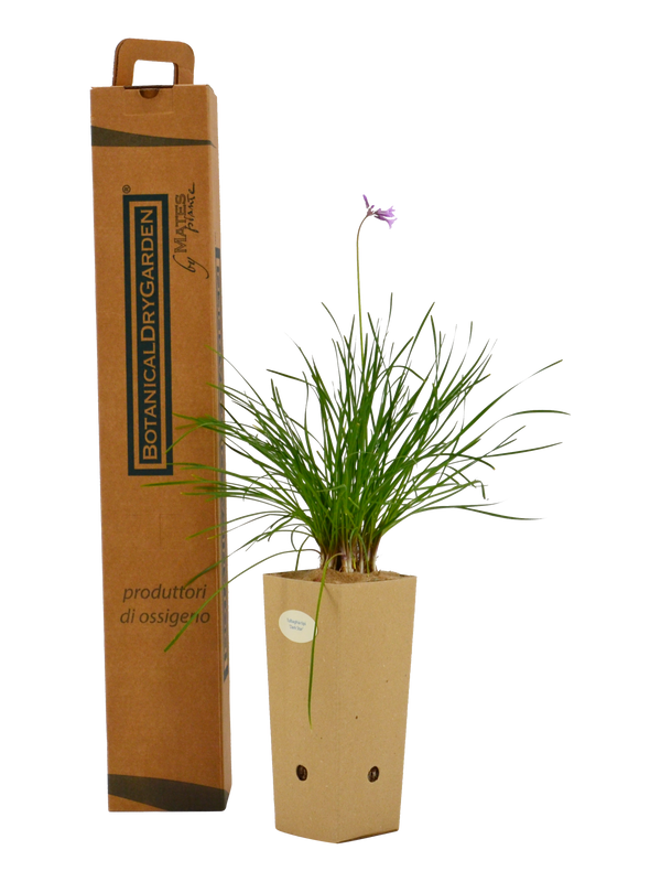 Pianta di Tulbaghia tipi 'Dark Star' in vaso di cartone 9x9x20 con scatola BotanicalDryGarden 