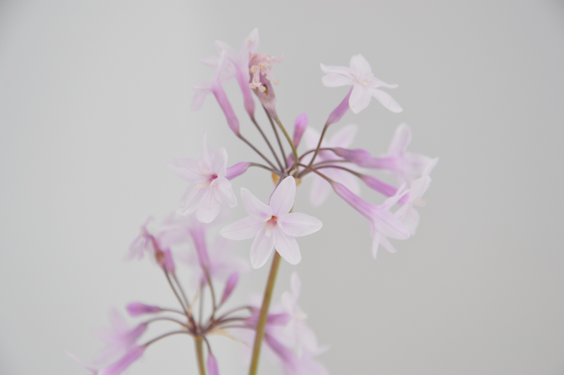 Dettaglio di una pianta di Tulbaghia violacea 'Alba'