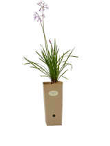 Pianta di Tulbaghia violacea 'Alba' in vaso di cartone 9x9x20