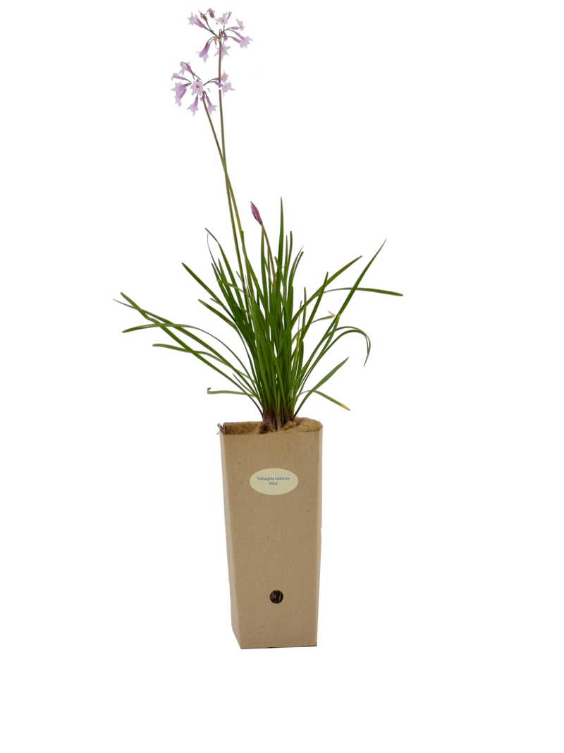 Pianta di Tulbaghia violacea 'Alba' in vaso di cartone 9x9x20