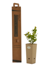 Pianta di Vaccinium corymbosum in vaso di cartone 9x9x20 con scatola BotanicalDryGarden