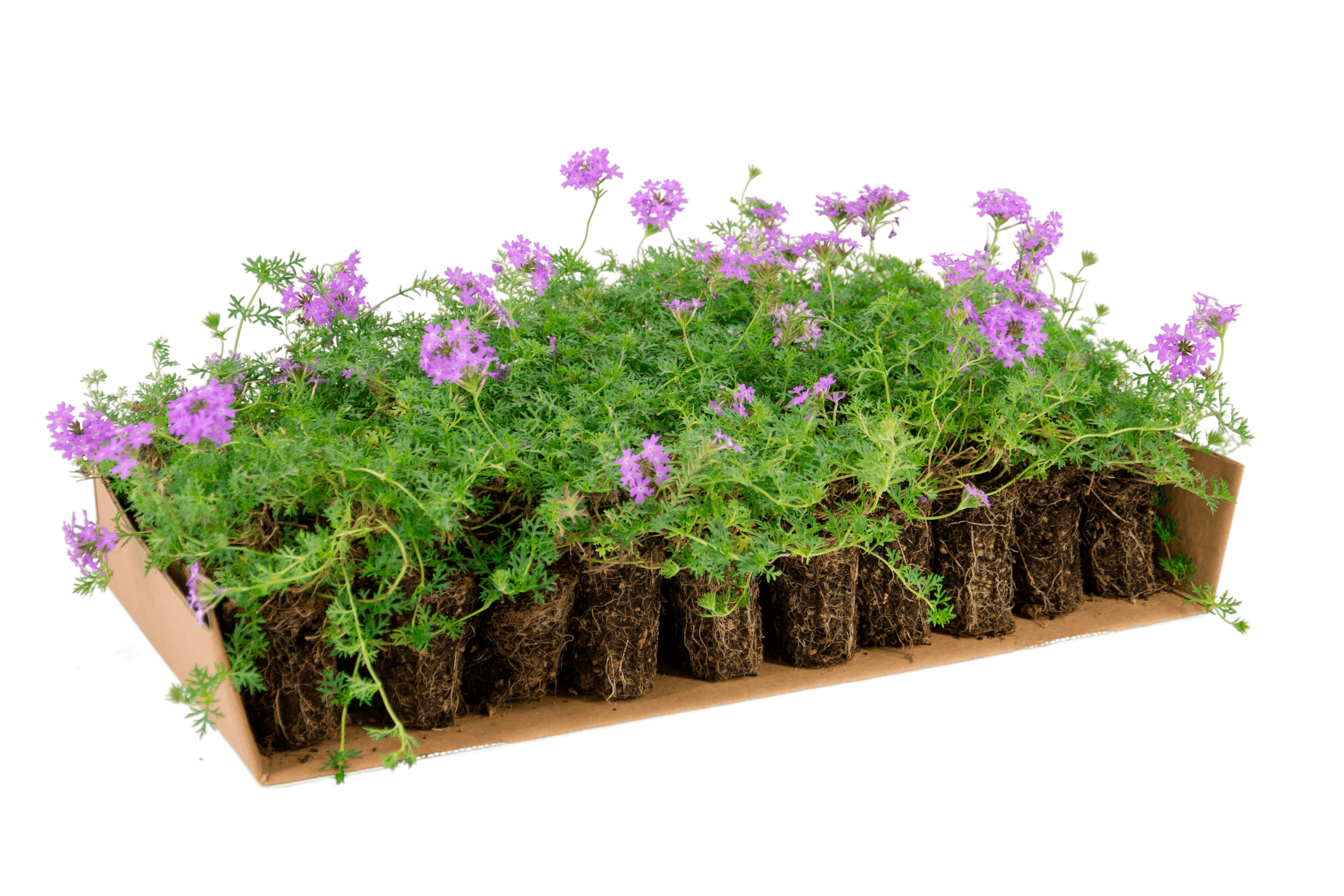 Plateau di piantine di Verbena hybrida