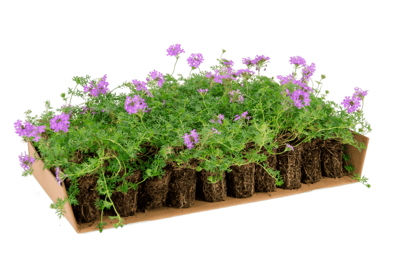 Plateau di piantine di Verbena hybrida