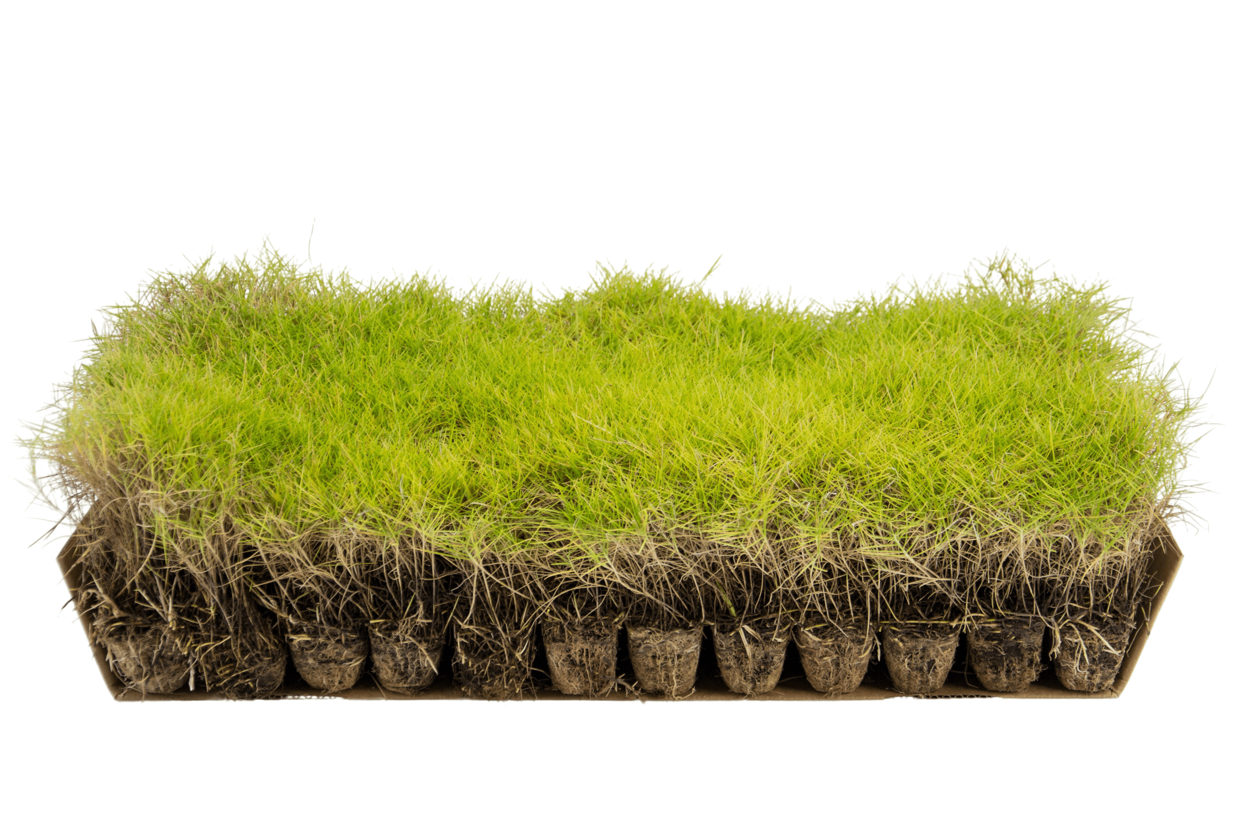 Plateau di piantine di Zoysia tenuifolia
