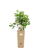 Pianta di Acca sellowiana in vaso di cartone 9x9x20