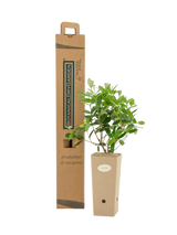 Pianta di Feijoa in vaso di cartone 9x9x20 con scatola BotanicalDryGarden