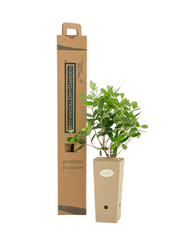 Pianta di Feijoa in vaso di cartone 9x9x20 con scatola BotanicalDryGarden